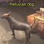 Perro Peruano