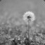 VinCent_K