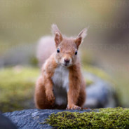 Red_Squirrel