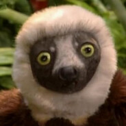 Zoboomafoo