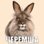 Черемша