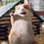 AimingHackBot Hamster0