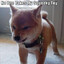 Bamboozer