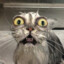 kitty
