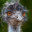 Emu