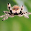 A regular jumping spider