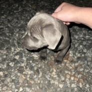 graydogocobaltlab_@bandit