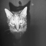 <font face="Impact">marchi