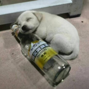 李奶奶保护协会会长