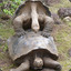 Tortoise Breeder