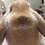 你要喝柚子茶吗？