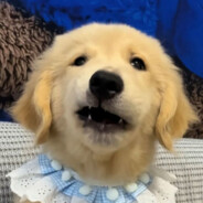 航崽准备摆烂啦