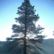 Cornilov - steam id 76561197970880125