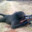 Sniper_Monkey