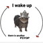 Psyop Cat