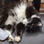I love my cat Binxius