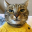 gatita