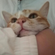 无风吹过猫尾狐