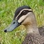 Pacific Black Duck