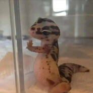 让我逮住你可遭老罪咯