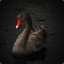 Black_Swan