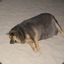 Fat Doge