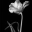 Floret