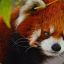 cute red panda