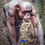 Hairless Chimp