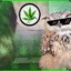 Dank Owl