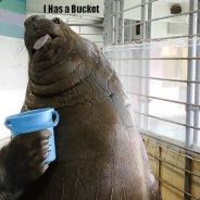 Mopbucket ɛiɜ - steam id 76561197969720665