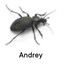 Andrey