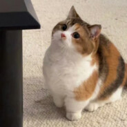 Cat（版本更新 ，怪物变多）