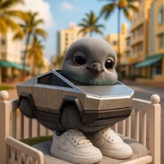 Piccione Macchina baby