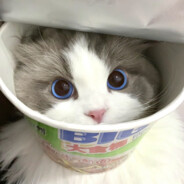 活着不玩不如死