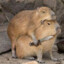 Miskolci Capybara