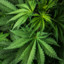 Marijuana