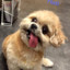 Woof Woof