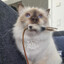 catulus