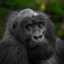 BaldGorilla