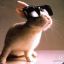 [R.P.Z]....Amigo....[58 RUS]