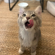 小猫放屁导致全球变暖