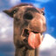 KoniuSWR