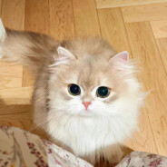 人生若只如初见