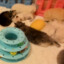 twitch.tv/adorable_kittens