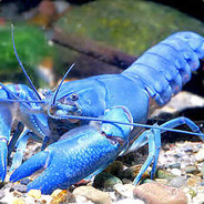 WildLobSTAR