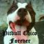 Pitbull Chico