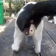 法外狂徒丁义珍