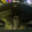 Majima