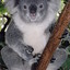 KoalaPipisi